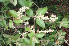 Croton laccifer